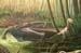 Denver MNS_Triassic Detail