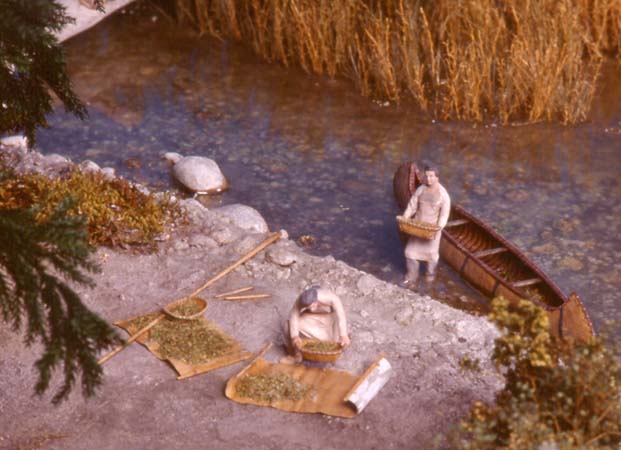 Minn.Hist.Soc._Wild Rice2