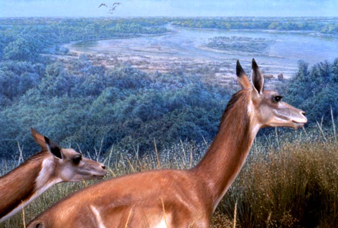 DenverMNH_Miocene