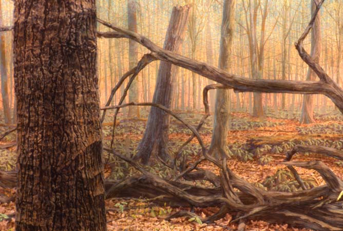 Field Museum_WoodLands3