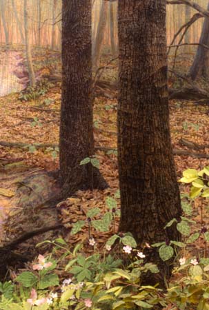 Field Museum_Woodlands2