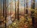 Field Museum_Woodlands
